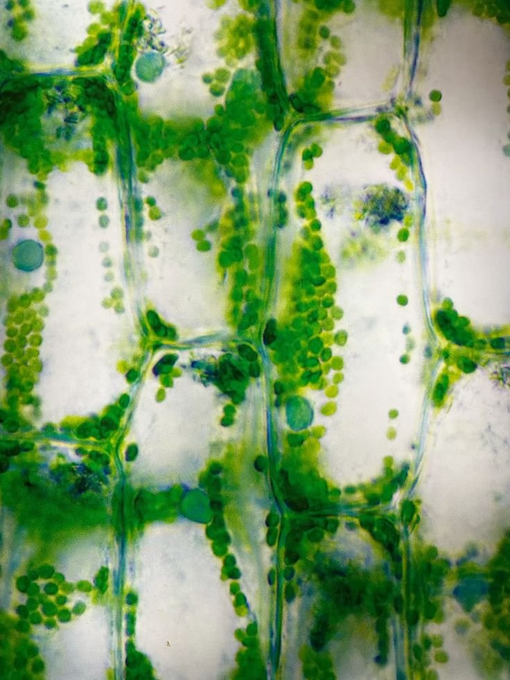 Cellular health