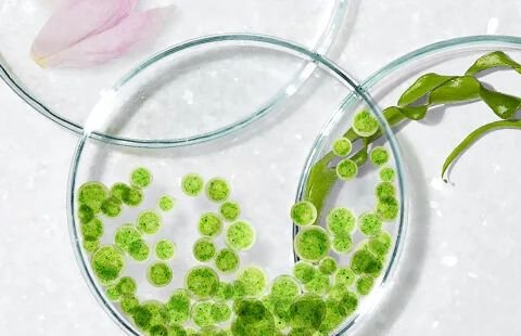 Microbiome