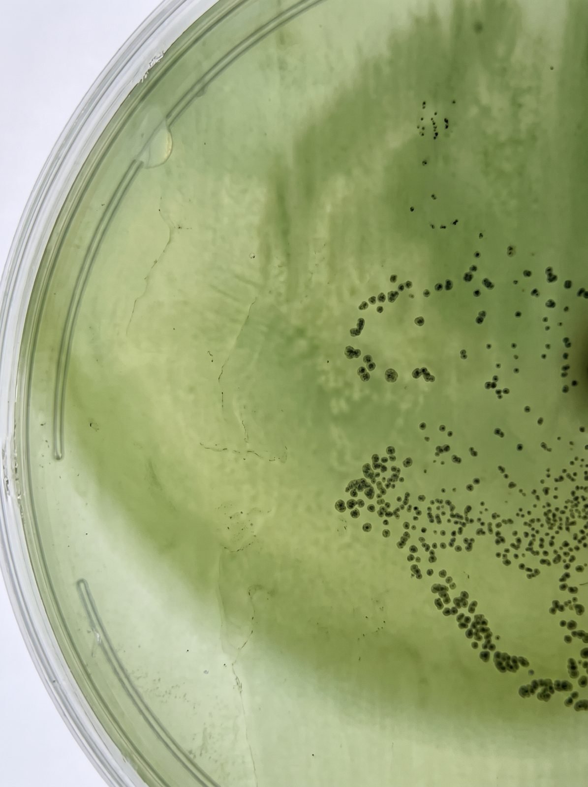 Microbial culture
